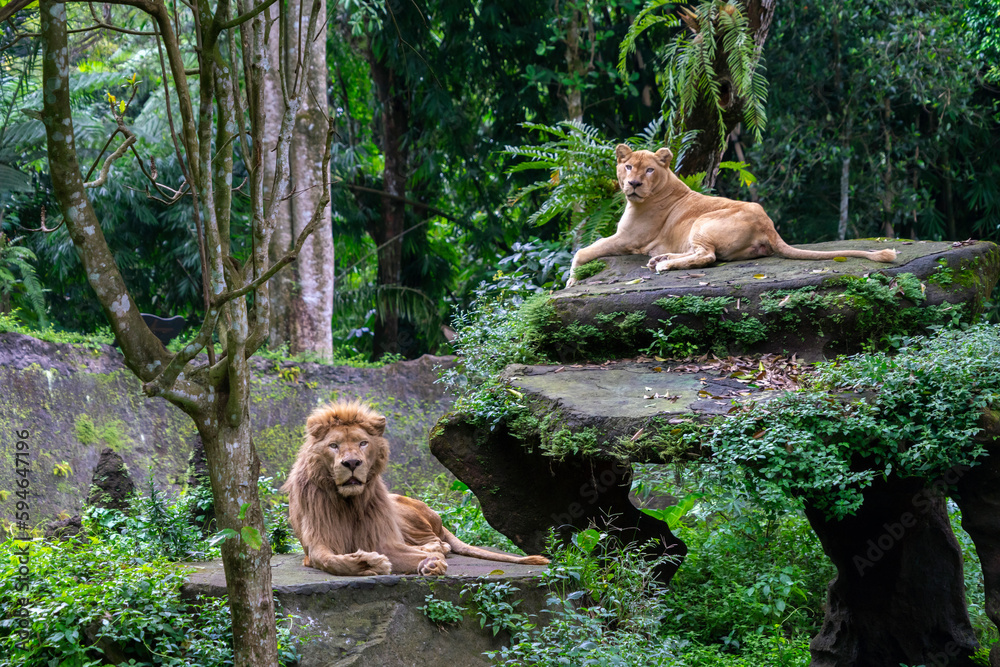 Naklejka premium The lion sits on a stone and looks away