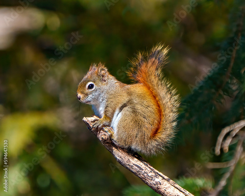 Squirrel Photo and Image. Close-up side view standing on a tree branch with a soft green forest background in its environment and habitat surrounding,