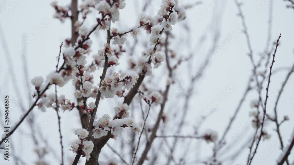 Apple tree blossom in garden under last early spring snow. Cold temperature, frost. Abnormal temperature. Consequences of climate change. High quality 4k footage Apple tree blossom in garden under last early spring snow. Cold temperature, frost. Abnormal temperature. Consequences of climate change. High quality 4k footage
