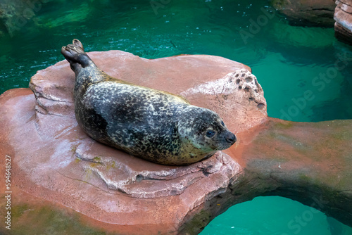Common seal also known as Harbour seal, Hair seal or Spotted seal (Phoca vitulina) lying on a rock photo