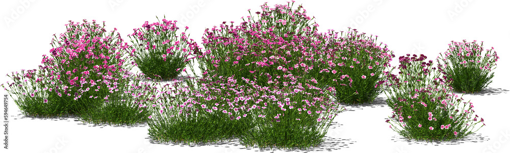 pentecost carnation clove plant group hq arch viz cutout