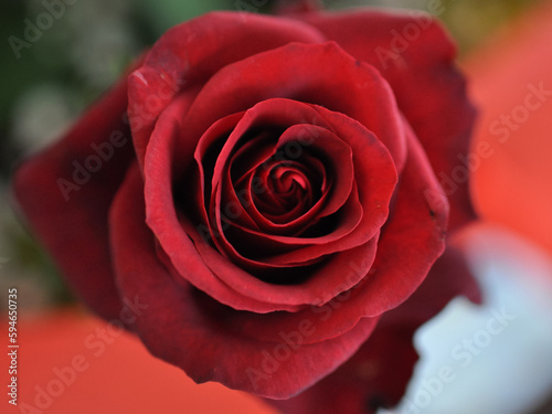 Naturel red rose with blur background