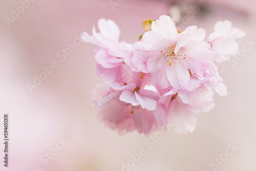 pink cherry blossom in spring © Raju