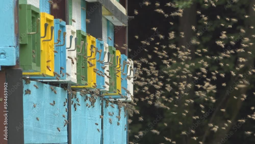 Many bees flying near the colorful hives Many bees flying near the colorful hives