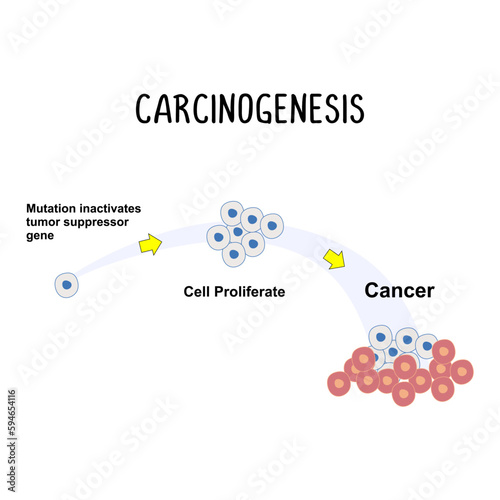 Carcinogenesis: The process of cancer development, involving genetic mutations and changes in cell behavior.