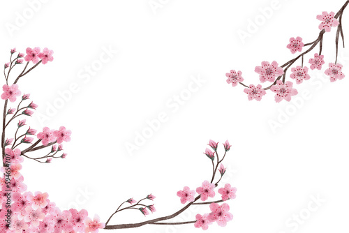 Decoration light pink cherry blossom flowers frame with white background