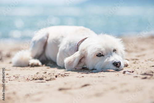 dog on the beach © perminoffa