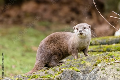 Adorable otter standing on a rock covered by moss and looking at the camera