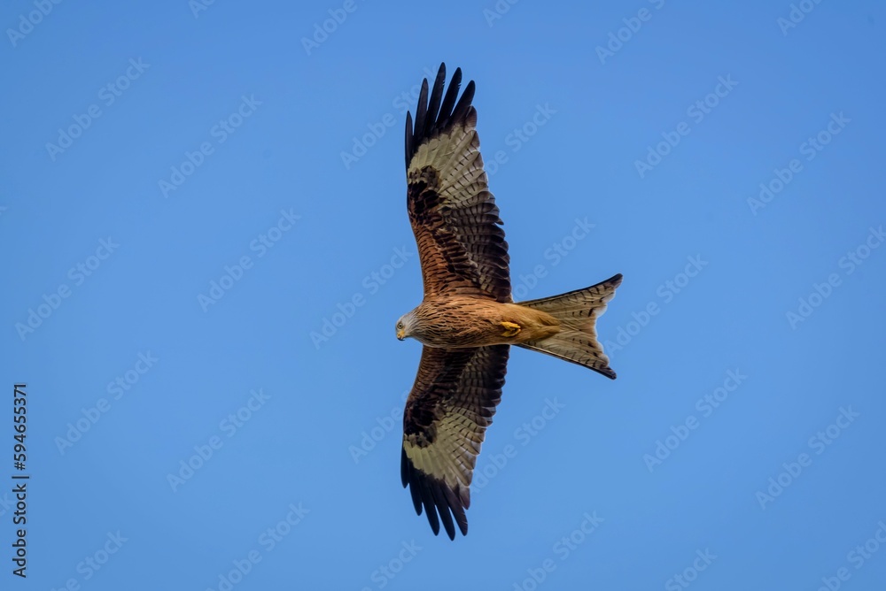 Majestic hawk soaring with its wings wide opened on background of the clear blue sky Majestic hawk soaring with its wings wide opened on background of the clear blue sky