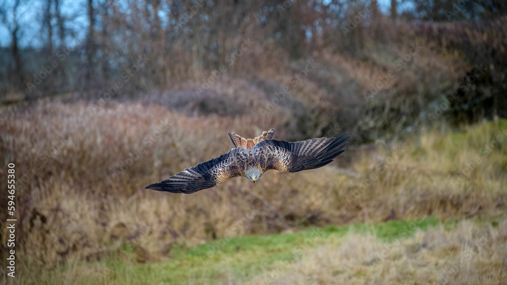 Obraz premium Majestic hawk soaring with its wings wide opened with a field in the background