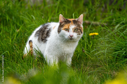 orange and white cat in the grass 