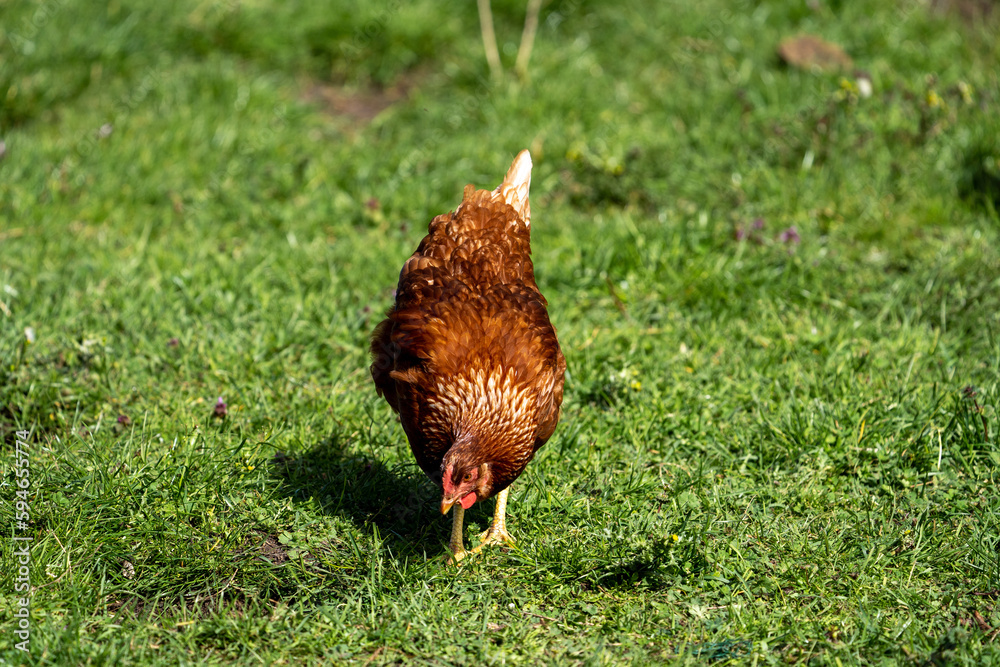Fototapeta premium range chicken on grass
