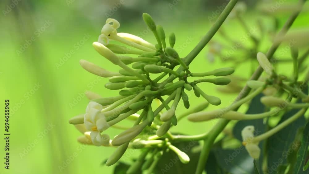 Pepaya (Also callede carica papaya, battek, papaw) flower. Indonesian usually use it as food. The taste is a little bitter