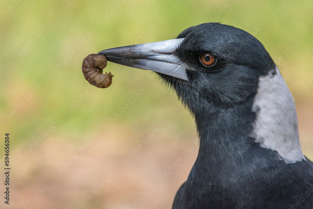 Close-up profile of an Australian Magpie (Gymnorhina tibicen), formerly (Cracticus tibicen) with a worm on its beak, looking to the left. Close-up profile of an Australian Magpie (Gymnorhina tibicen), formerly (Cracticus tibicen) with a worm on its beak, looking to the left.