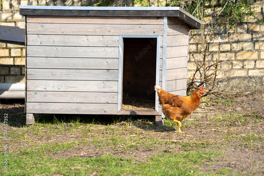 Fototapeta premium Chicken hen on a farm with on the background a chicken coop 