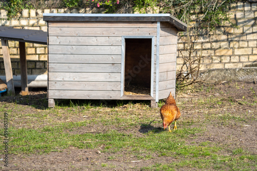 Chicken hen on a farm with on the background a chicken coop
