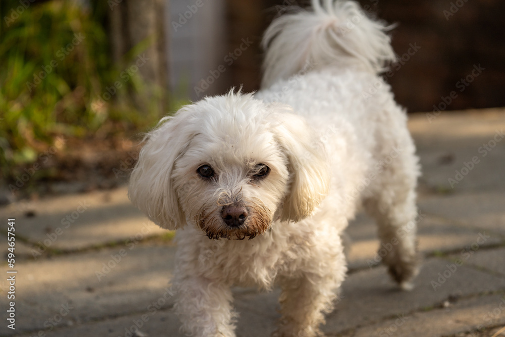 white miniature dog white miniature dog