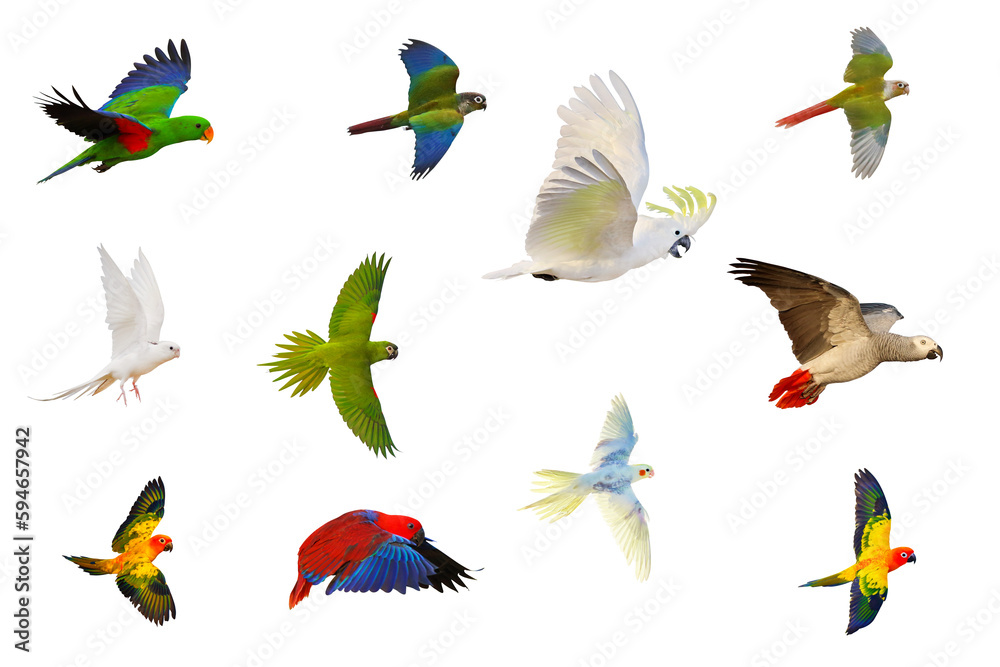 Obraz premium Collection of parrots isolated on transparent background png file