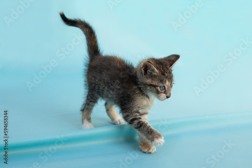 gatito atigrado gris caminando