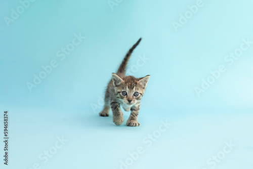 gatito atigrado gris caminando