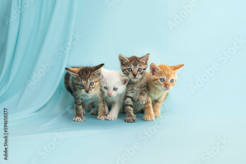 camada de gatitos 