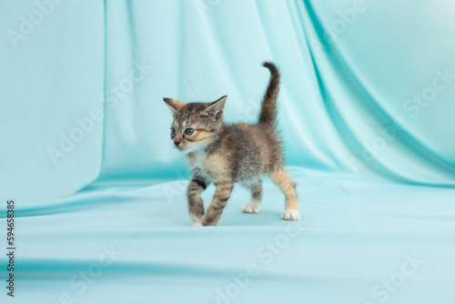 gatito atigrado gris caminando