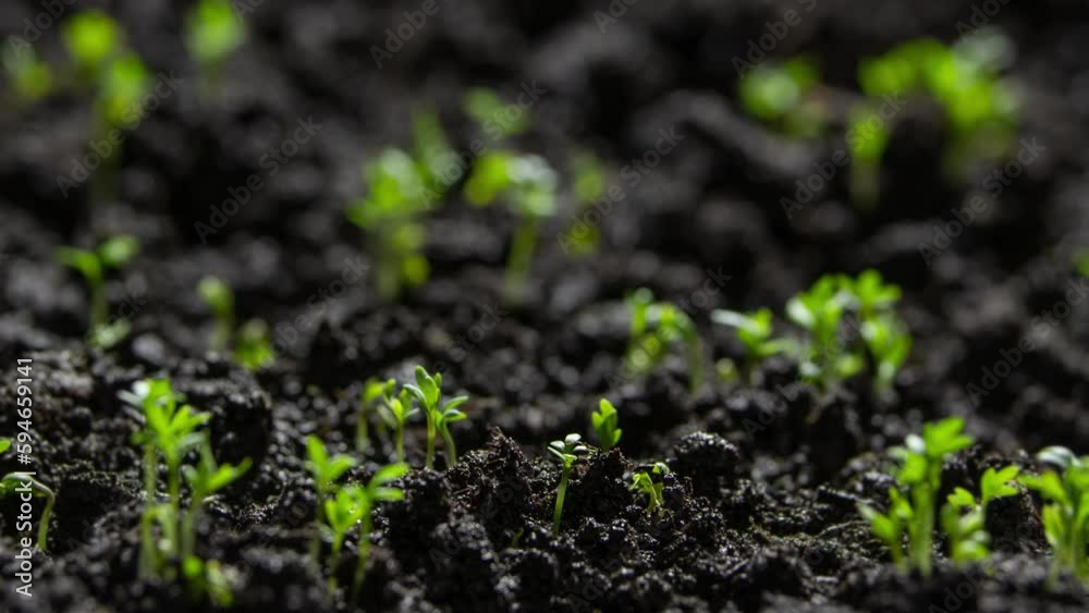 Plants growing at spring time lapse. Sprout germination from seeds in soil. Plants growing at spring time lapse. Sprout germination from seeds in soil.