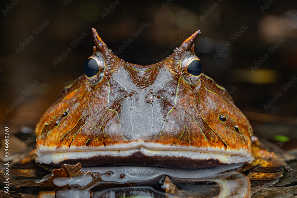 Surinam horned frog (Ceratophrys cornuta) French Guiana South America