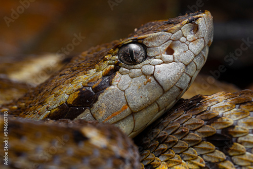 Common lancehead, fer-de-lance (Bothrops atrox) French Guiana South America