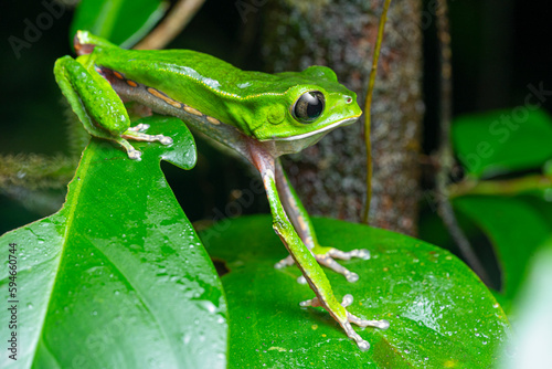White-lined leaf frog (Phyllomedusa vaillantii) French Guiana South America photo