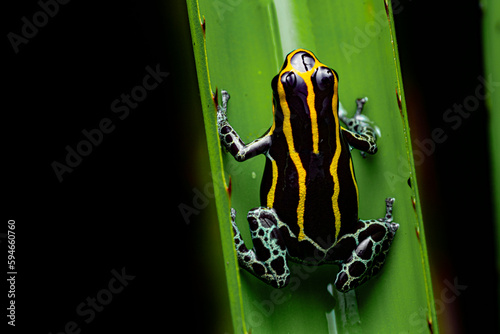 Zimmerman's poison frog (Ranitomeya variabilis) French Guiana South America