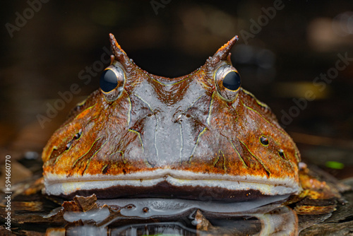 Surinam horned frog (Ceratophrys cornuta) French Guiana South America