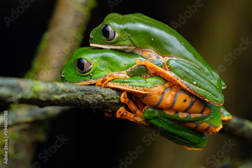 Φωτογραφία Tiger-striped tree frog (Callimedusa tomopterna) French Guiana Sout America
