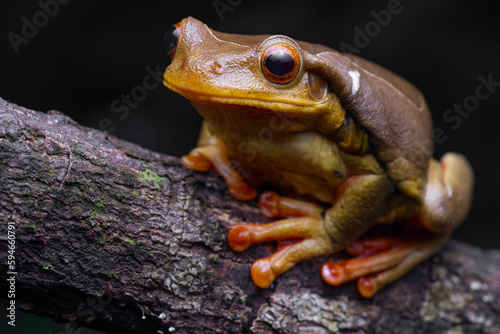 Surinam golden-eyed tree frog (Trachycephalus coriaceus) French Guiana South America