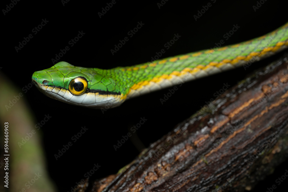 Parrot snake (Leptophis ahaetulla) French Guiana South America Parrot snake (Leptophis ahaetulla) French Guiana South America
