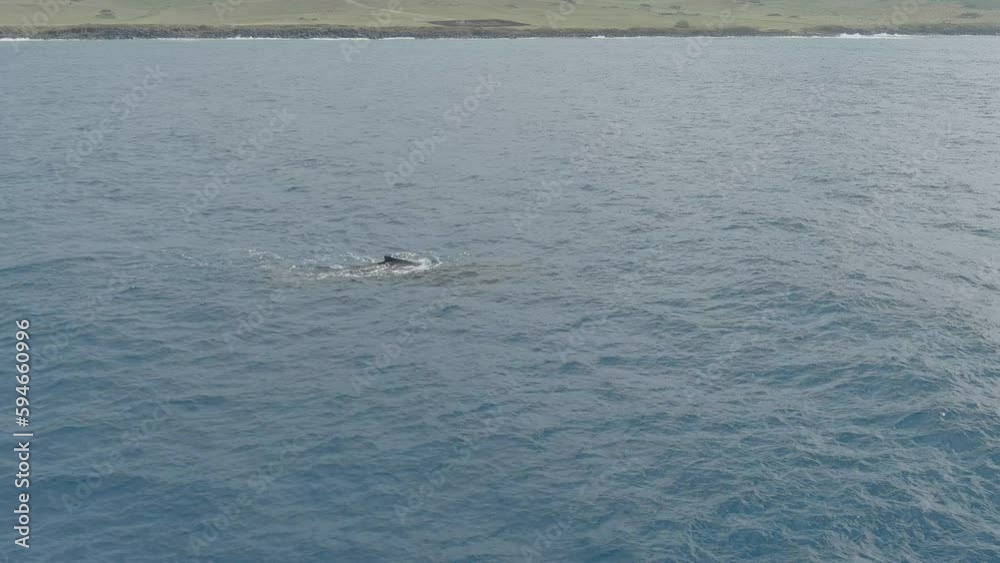 Adult Female Whale with Calf (baby) swimming and blowing air off the coast of Hawaii Adult Female Whale with Calf (baby) swimming and blowing air off the coast of Hawaii