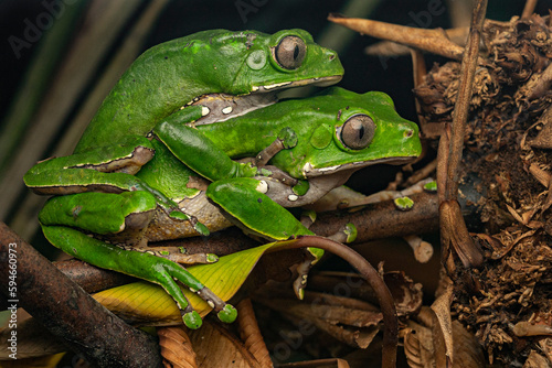 Giant monkey frog (Phyllomedusa bicolor) French Guiana South America