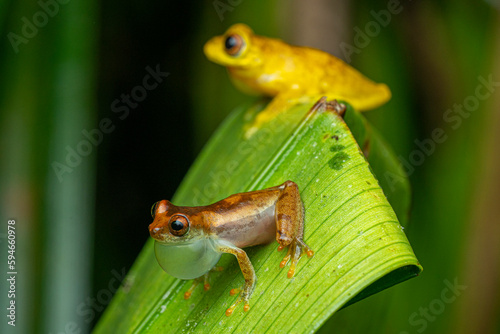 frog calling (Dendropsophus sp) French Guiana South America photo