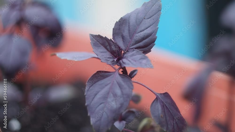 purple basil. Basil. Purple basil in the vegetable garden. Spices in