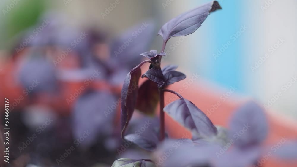 purple basil. Basil. Purple basil in the vegetable garden. Spices in