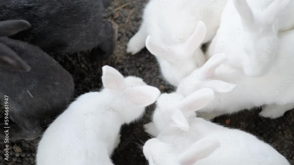 top view Feeding farm Rabbits in cage, lot of bunnies chewing carrots and leaves on a shrub branch on nature. top view Feeding farm Rabbits in cage, lot of bunnies chewing carrots and leaves on a shrub branch on nature.