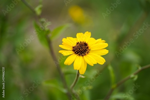 Closeup of a black-eyed Susan flower growing in a field with a blurry background