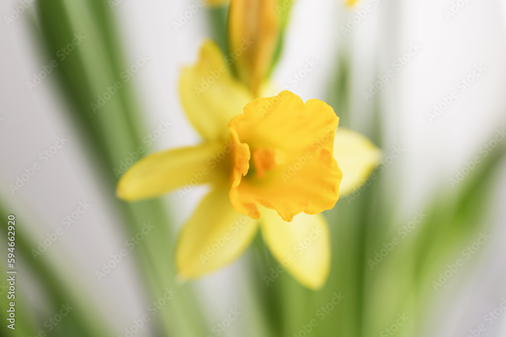 abstract background flower narcissus bokeh abstract background flower narcissus bokeh