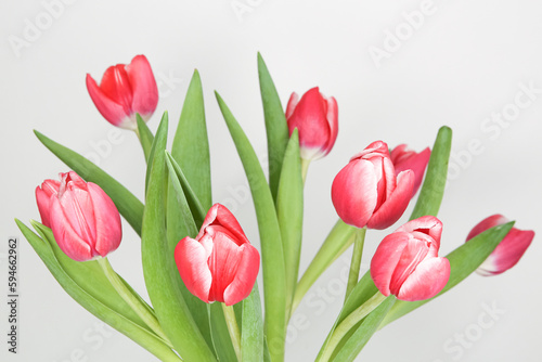 three pink tulips on a white background