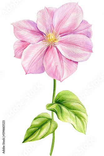 Watercolor Beautiful pink clematis flowers  pink flower on a white background .Botanical illustration hand drawing