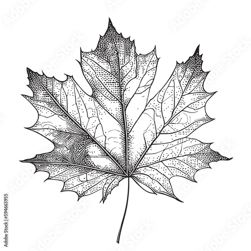 Canvas Print Maple leaf plant hand drawn sketch illustration in doodle style