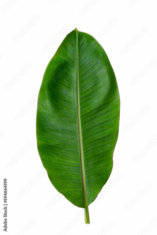 Obraz premium banana leaf on white background