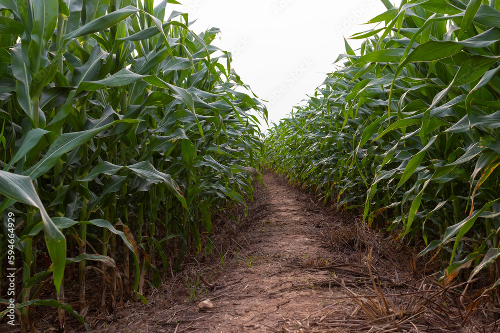 Obraz premium Green field of corn growing up in Thailand.
