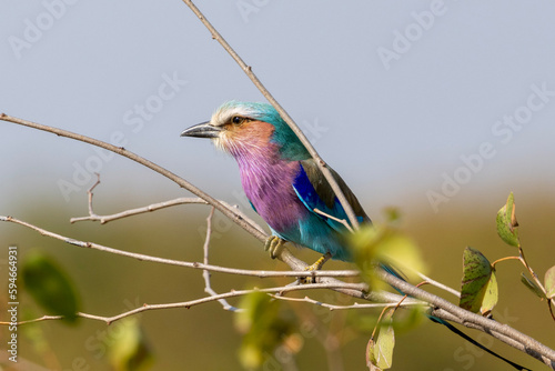 Lilac breasted roller on a branch in Kruger National Park