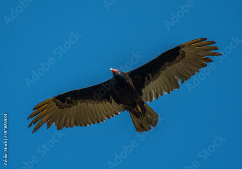 Turkey Vulture Against a Blue Sky © Riverwalker
